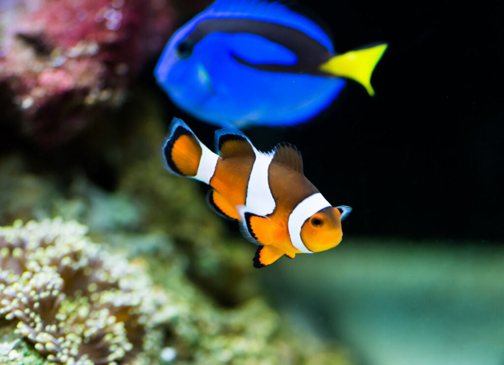 Tropical marine fish at Blue Reef Aquarium in Newquay, a great rainy day idea for families in Cornwall.