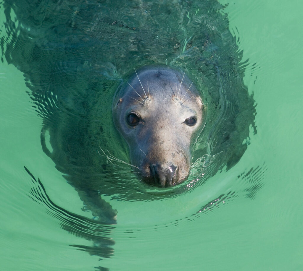 Seal