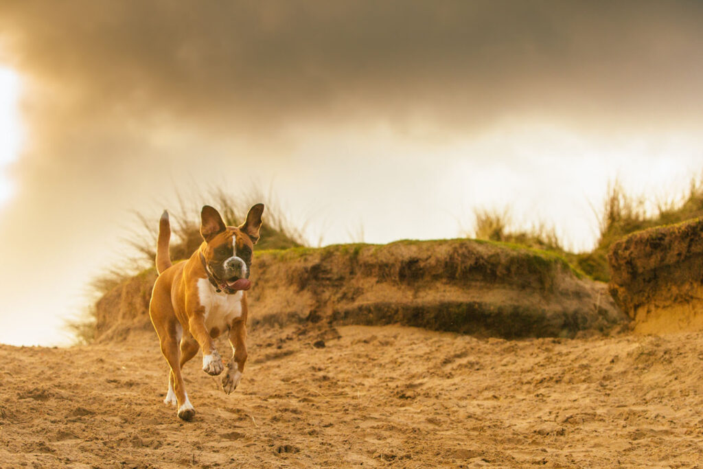 Boxer dog jumping on dunes