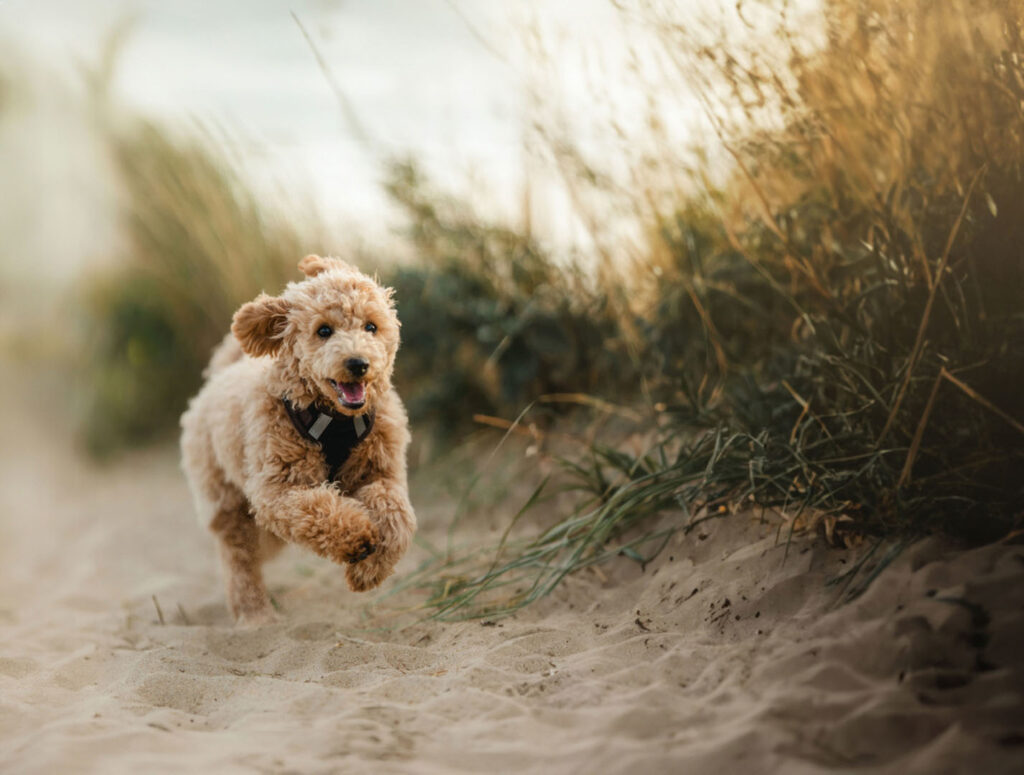 Brown poodle puppy running on the beach