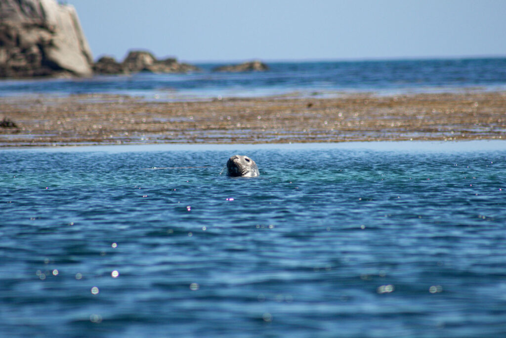 Seals off the Isles of Scilly, UK