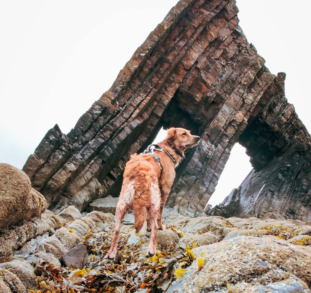Dog Friendly