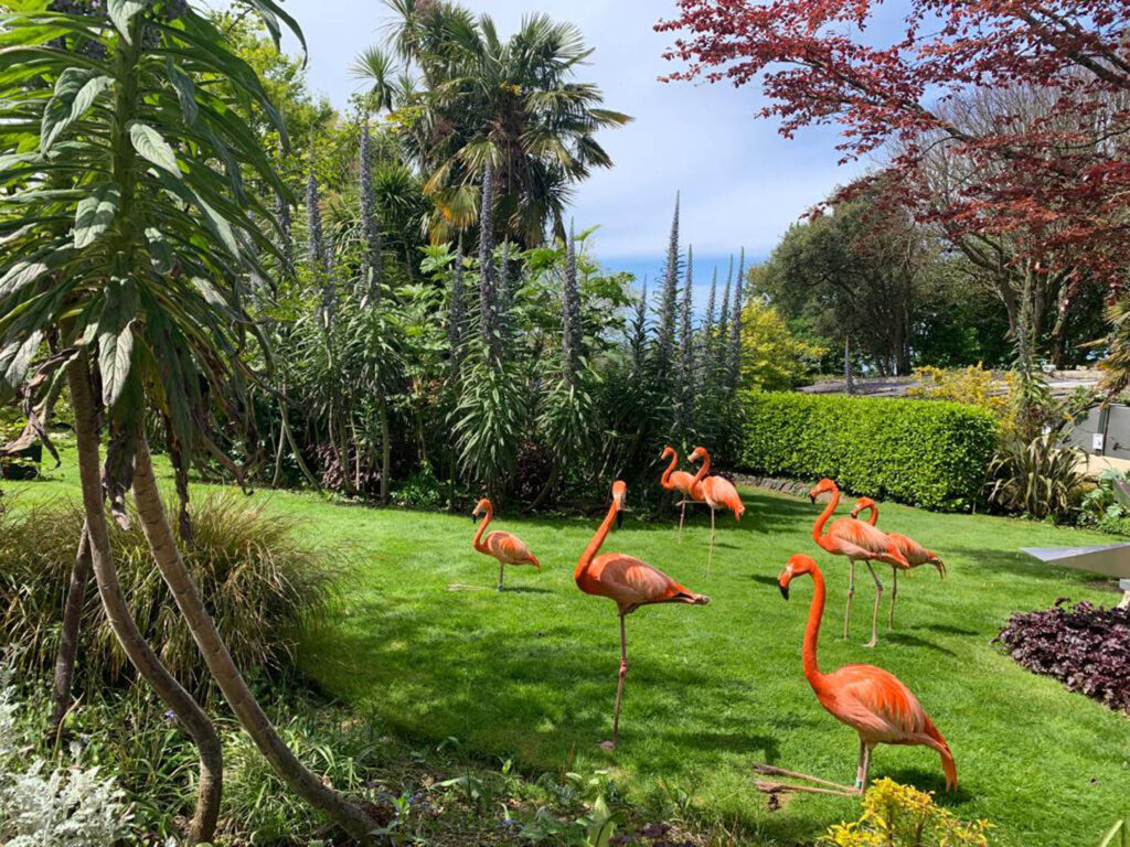 Vibrant flamingos standing gracefully in a lush garden at Paradise Park, a perfect thing to do in Cornwall with the kids this Summer.