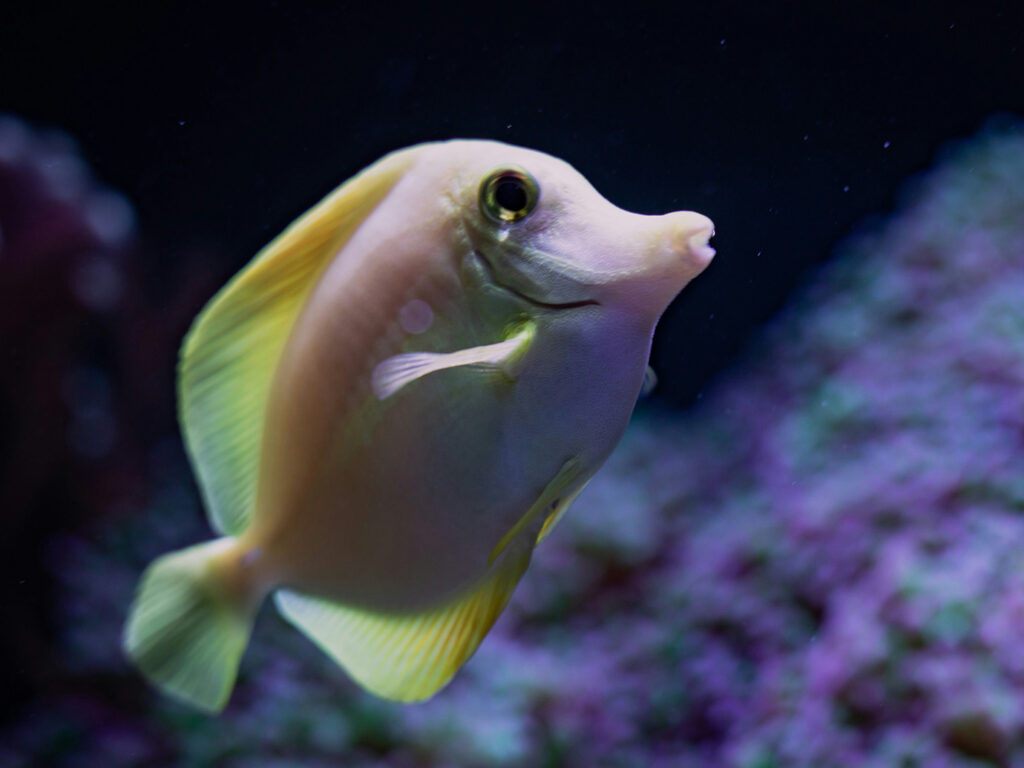 A vibrant yellow fish with a large head and mouth swims in the Blue Reef Aquarium, showcasing its unique features, a great Cornish Day Out.